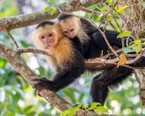 Monkey Apartment Matapalo (Carrillo)